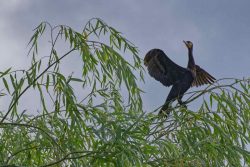 Kormoran auf einem Busch im Lacul Isaccel im Donaudelta. Munghiol, Tulcea, Rumänien.