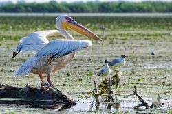 Pelikan auf dem Lacul Isac im UNESCO Biosphärenreservat Donaudelta. Munghiol, Tulcea, Rumänien.