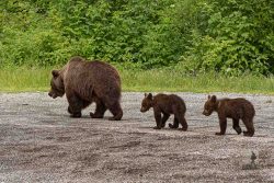 Eine Bärin mit ihren Jungen am Rand der Transfagara Hochstrasse in Rumänien