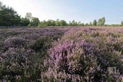 Heideblüte in der Osterheide im Naturschutzgebiet Lüneburger Heide. Schneverdingen, Niedersachsen