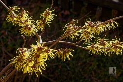 Blüten einer Zaubernuss (Hamamelis).